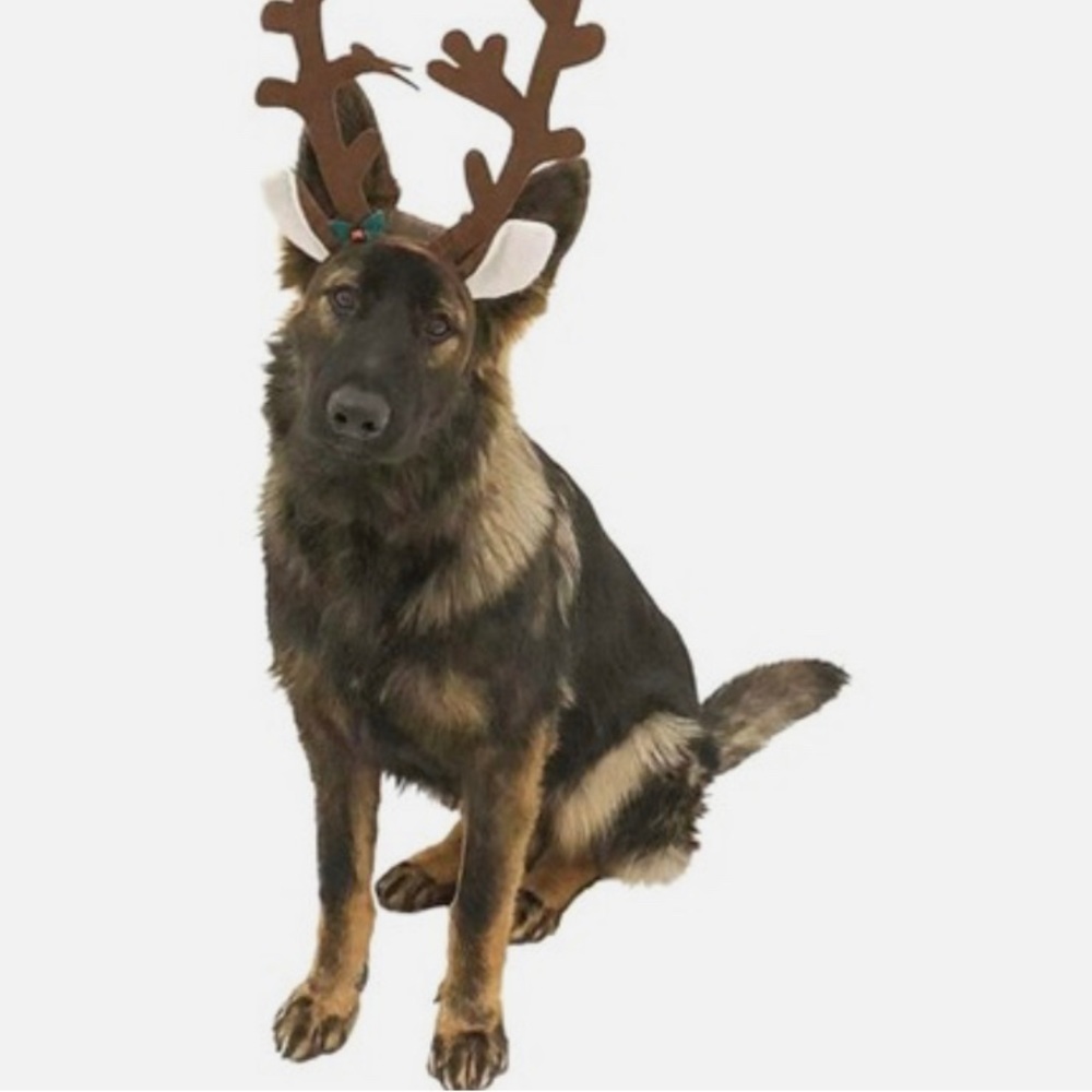 These are brand new pets antlers ready for the holidays stripe colors adjustable